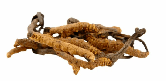 champignon cordyceps dans Gluconol